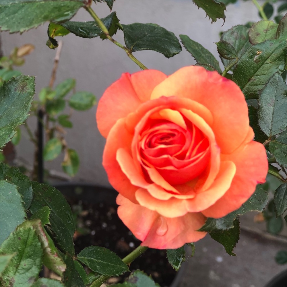 Meet your Posher, Kelly